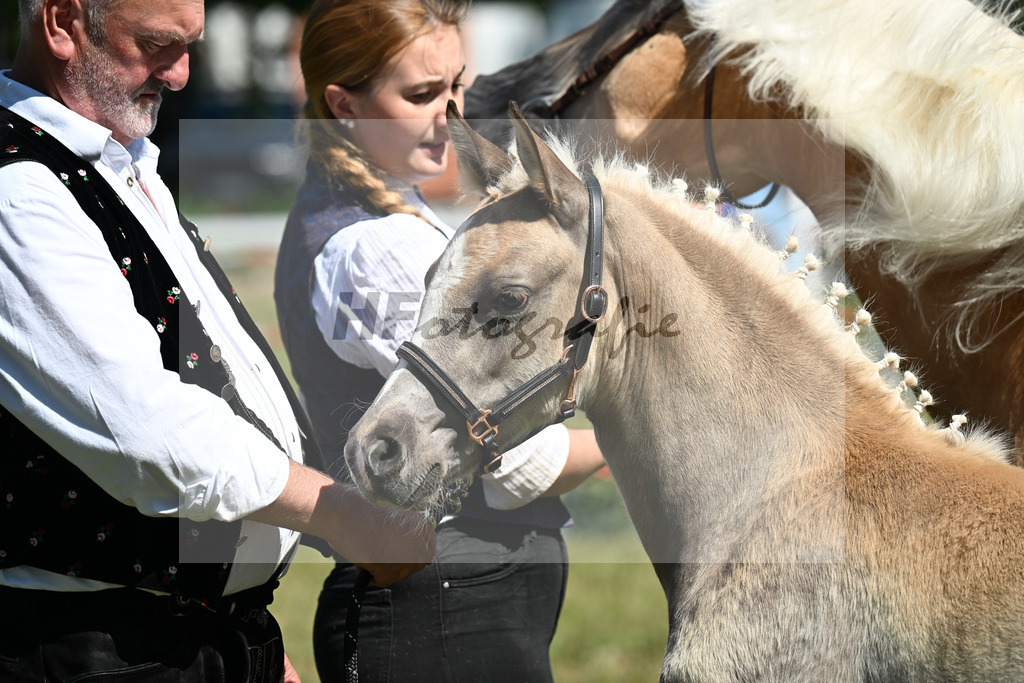 Kat-Nr. 8 SF v. Barion x Amaryl_Ried_22250172 | hf-fotografie - Realisiert mit Pictrs.com