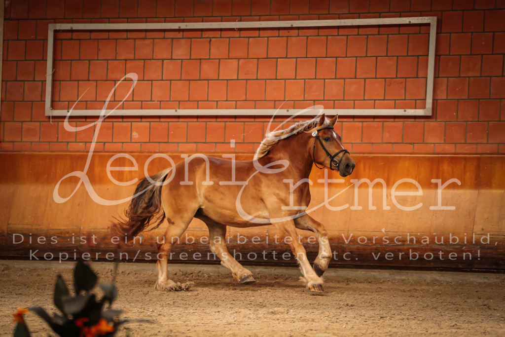 SaFL00175 | Leoni Ertmer Photography - Realisiert mit Pictrs.com