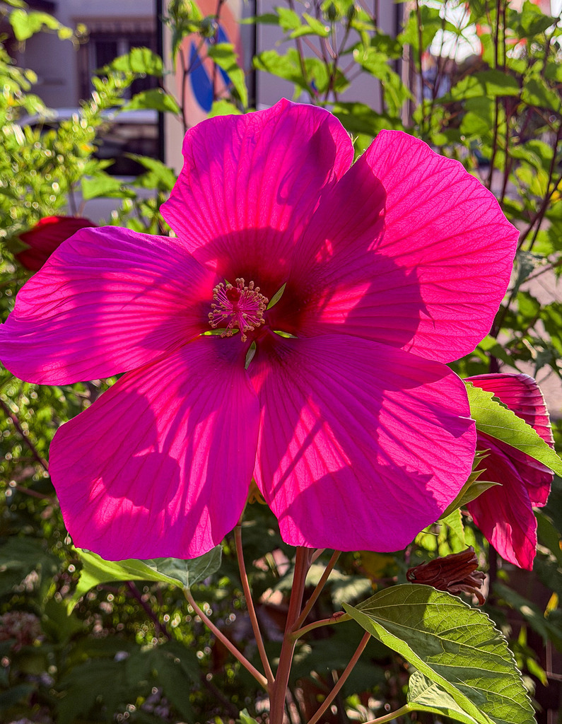Wandbild Kunstdruck Poster Riesenhibiskus – Strahlende Botanik Deko für Zuhause | Bringen Sie die lebendige Farbenpracht des Sommers dauerhaft in Ihre Räume. Dieses kunstvolle Makro-Wandbild zeigt eine prachtvolle Riesenhibiskus-Blüte in atemberaubendem, leuchtendem Pink. Jedes noch so kleine Detail der zarten Blütenblätter wird in meisterhafter Schärfe wiedergegeben. Gedruckt auf Premium-Leinwand, edlem Alu-Dibond oder tiefenwirksamem Acrylglas garantiert dieses Motiv maximale Farbbrillanz. Ein energetischer und zugleich eleganter Blickfang für Wohnzimmer, Schlafzimmer, Küche oder moderne Praxisräume. - Realisiert mit Pictrs.com