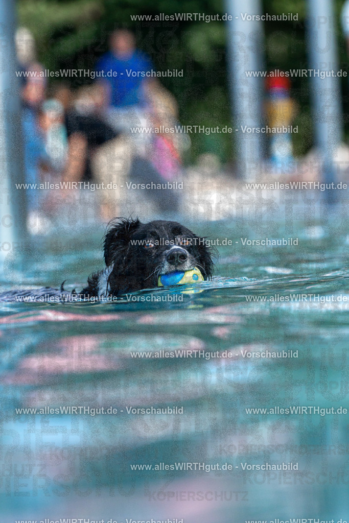Hundeschwimmen_Volksbad_2026-allesWIRTHgut_Tierfotografie-2609061221-FAY06456 | Professionelle Tierfotografie in Mönchengladbach von Daniel Wirth (allesWIRTHgut). Liebevolle & natürliche Bilder von Hunden & Katzen für unvergessliche Erinnerungen.