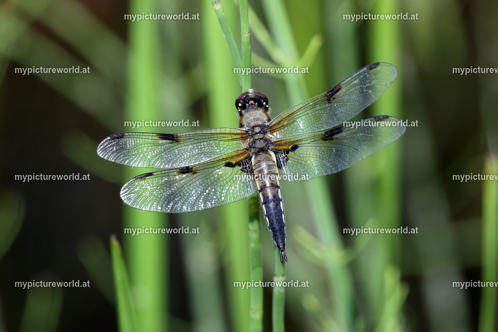 Vierfleck-009 | Das Bilderarchiv über Tiere, Planzen und Landschaften. In der Bilddatenbank finden Sie ein große Auswahl an hochwertigen Bilder für Ihre Werbung - Realized with Pictrs.com