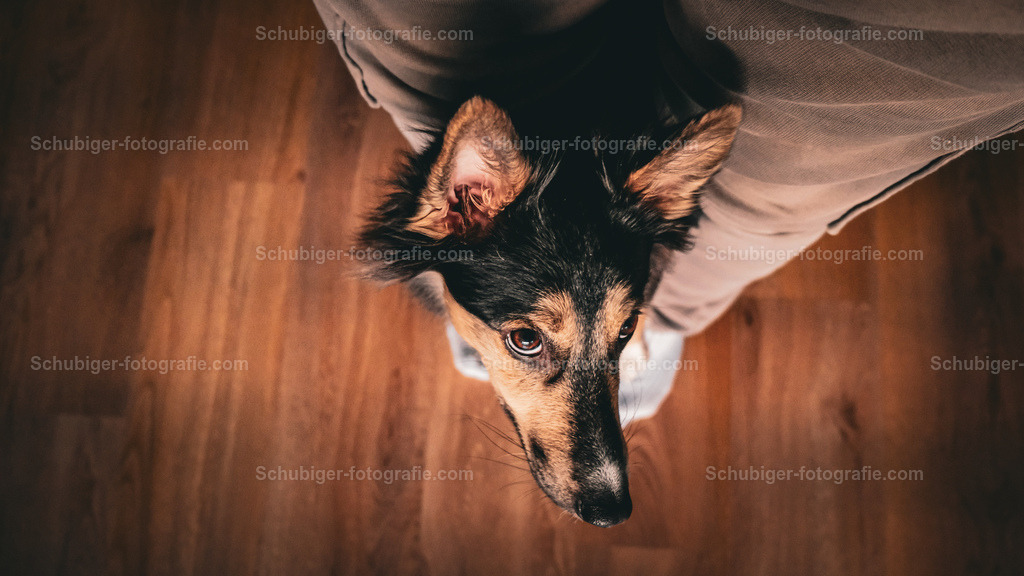 Hundeblick | Hundeblick - Realisiert mit Pictrs.com