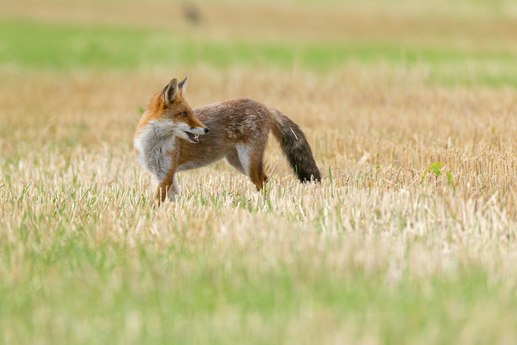Der Fuchs | Der Rotfuchs (Vulpes vulpes) ist das am weitesten verbreitete Raubtier in Mitteleuropa und hat sich dank seiner erstaunlichen Anpassungsfähigkeit in nahezu allen Lebensräumen etabliert, von dichten Wäldern bis hin zu städtischen Gebieten. Er gehört zur Familie der Hundeartigen, weist aber mit seinen schlitzförmigen Pupillen und der Art, wie er mit seiner Beute spielt, auch katzenartige Züge auf. Der Fuchs ist ein geschickter Jäger und wird nicht umsonst als „schlau wie ein Fuchs“ bezeichnet. - Realisiert mit Pictrs.com