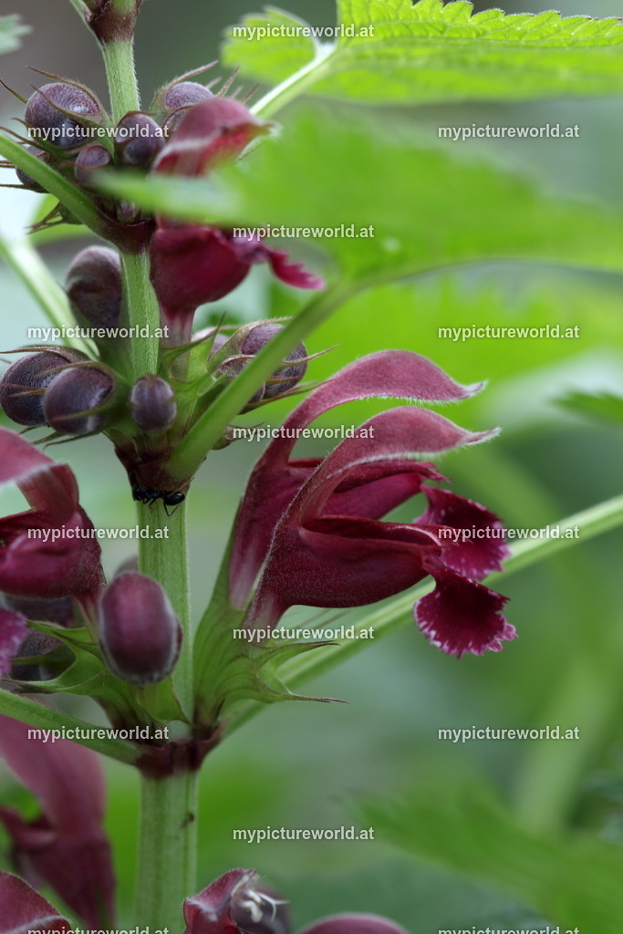 Riesen-Taubnessel-001 | Das Bilderarchiv über Tiere, Planzen und Landschaften. In der Bilddatenbank finden Sie ein große Auswahl an hochwertigen Bilder für Ihre Werbung - Realisiert mit Pictrs.com