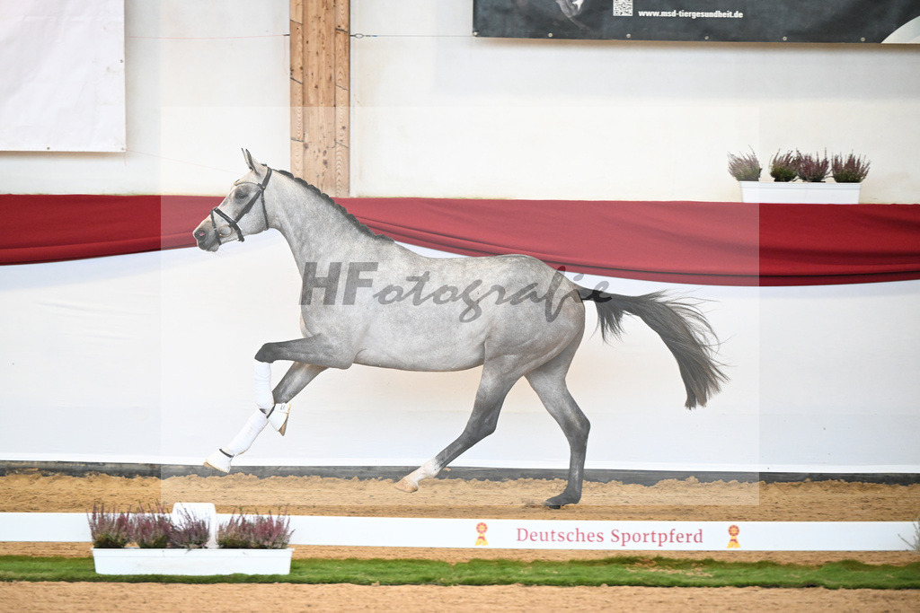 Kat-Nr. 40 Johnson x Benicio_Lehner_47240677 | hf-fotografie - Realizzato con Pictrs.com