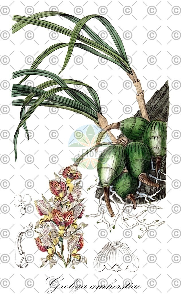 HistAbb_wfo-0000710521_1_ENZY_Simple | Historische Abbildung von Grobya amherstiae - Orchidaceae | Historical Illustration of Grobya amherstiae - Orchidaceae