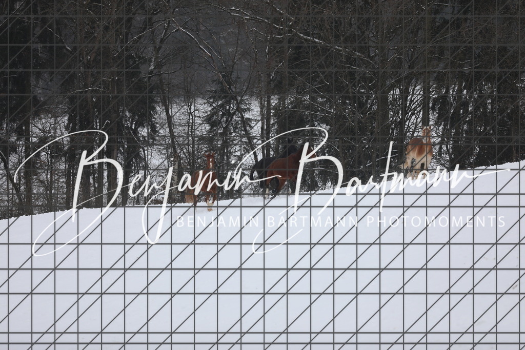 AZ2A3337 | Benjamin Bartmann Photomoments