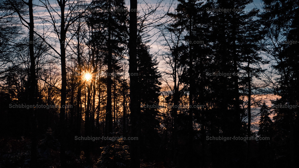 Bäume mit Sonnenaufgang | Bäume mit Sonnenaufgang - Realisiert mit Pictrs.com