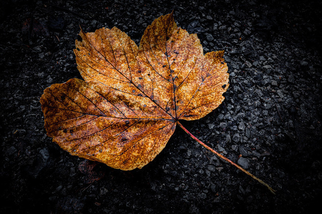 Gelbes Ahornblatt | Ein gelb gefärbtes Ahornblatt (Acer) liegt auf grauem Waldboden im Herbst, Jena Thüringen, Deutschland - Realisiert mit Pictrs.com