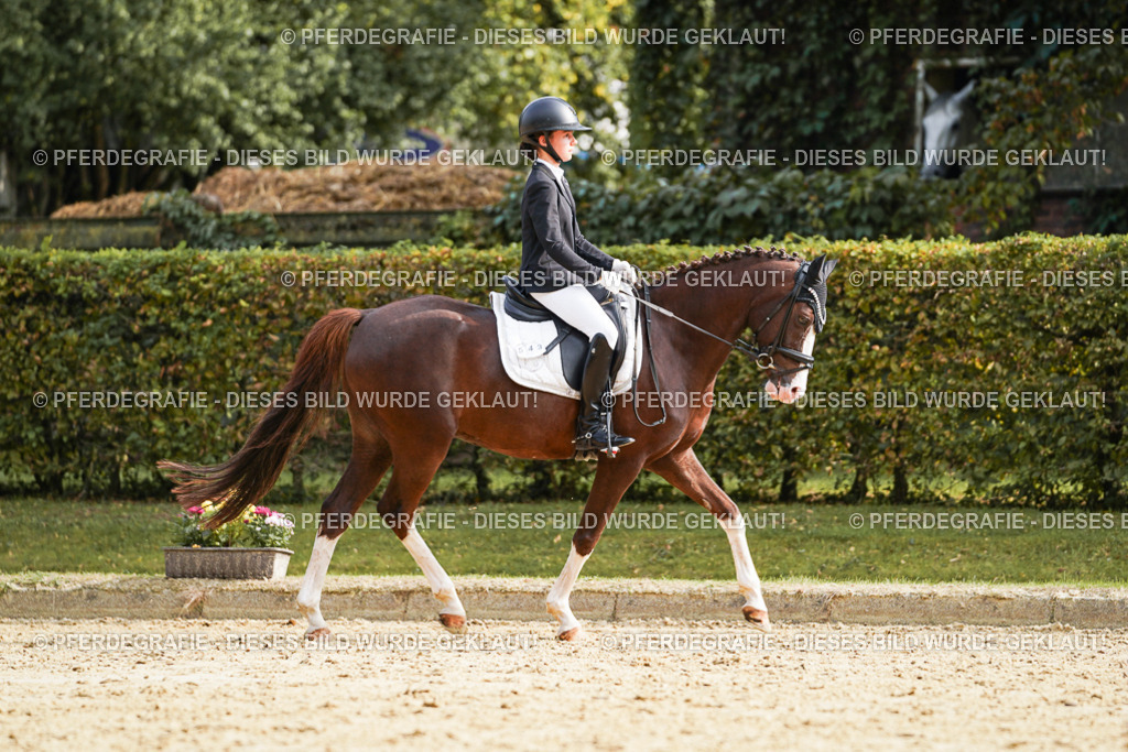 DSC05172 | Pferdegrafie