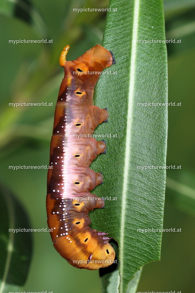 Oleanderschwärmer-097 | Das Bilderarchiv über Tiere, Planzen und Landschaften. In der Bilddatenbank finden Sie ein große Auswahl an hochwertigen Bilder für Ihre Werbung - Realized with Pictrs.com