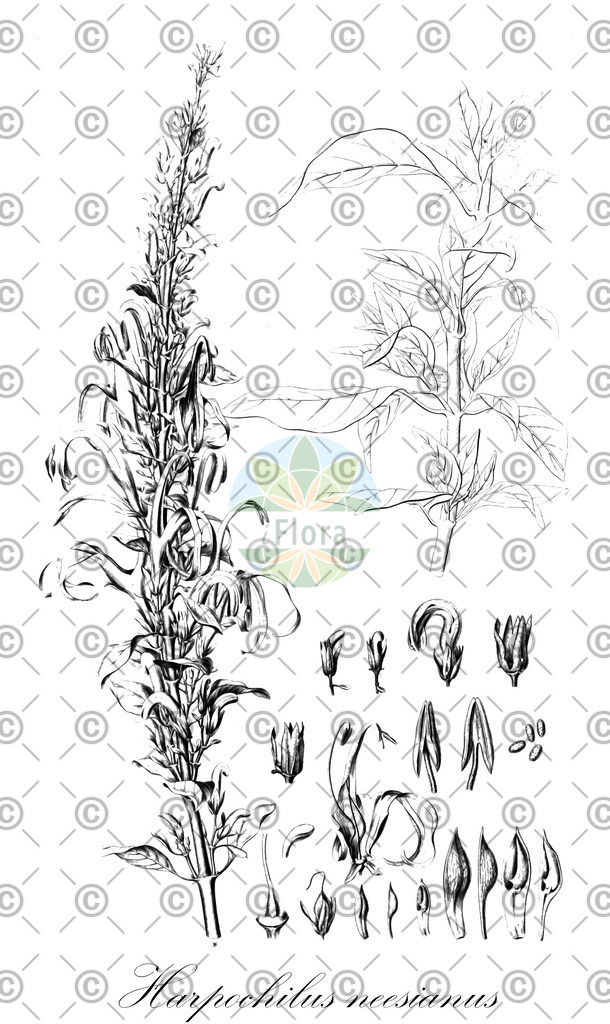 HistAbb_wfo-0000715877_1_ENZY_Simple | Historische Abbildung von Harpochilus neesianus - Acanthaceae | Historical Illustration of Harpochilus neesianus - Acanthaceae
