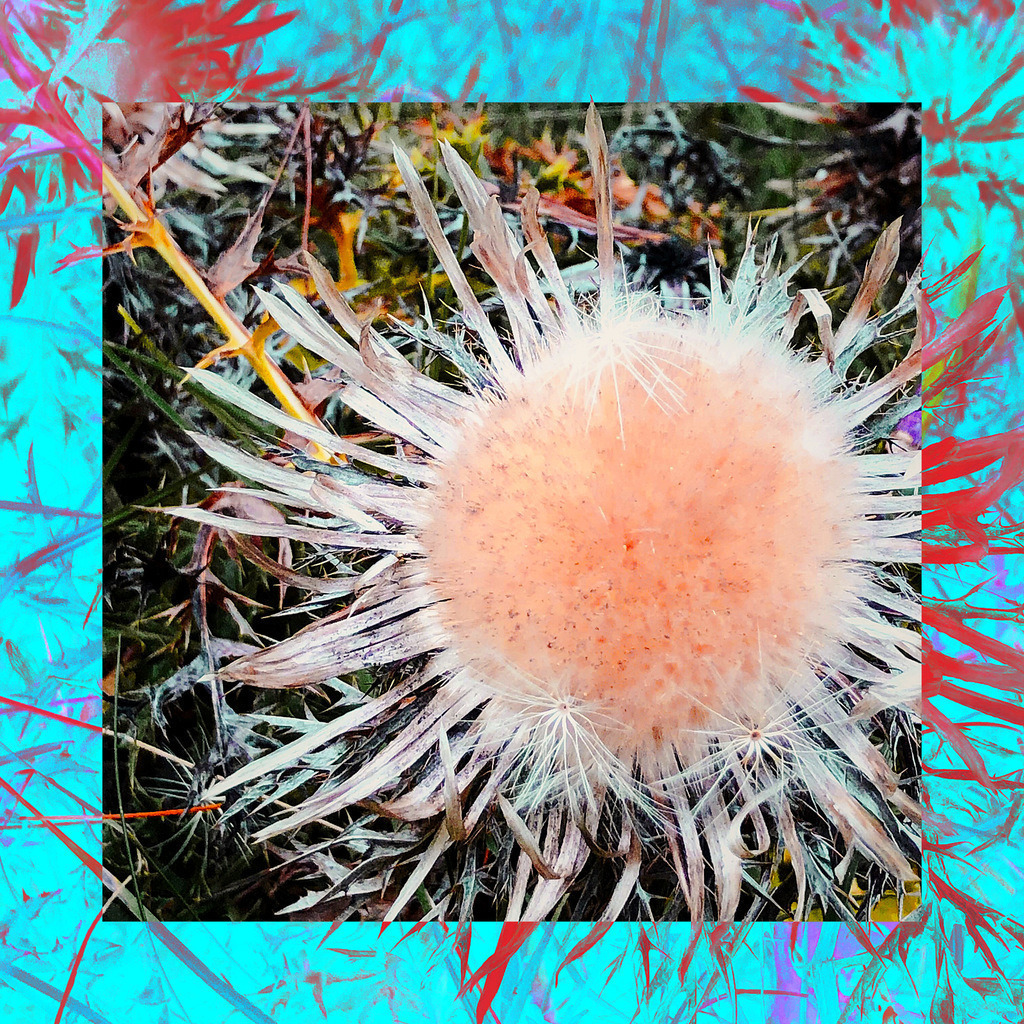 Strahlen der Distel | Diese Fotografie zeigt die filigrane Eleganz einer verwelkten Distel, eingefangen in einem harmonischen Kontrast aus zarten Orange- und kühlen Blautönen. Das Bild lädt dazu ein, die oft übersehene Schönheit des natürlichen Verfalls zu entdecken und den Kreislauf des Lebens auf poetische Weise zu erleben. Ideal als dekoratives Kunstwerk für Wohnzimmer, Büros oder Galerien, die das Zusammenspiel von Vergänglichkeit und Anmut feiern möchten. - Realisiert mit Pictrs.com