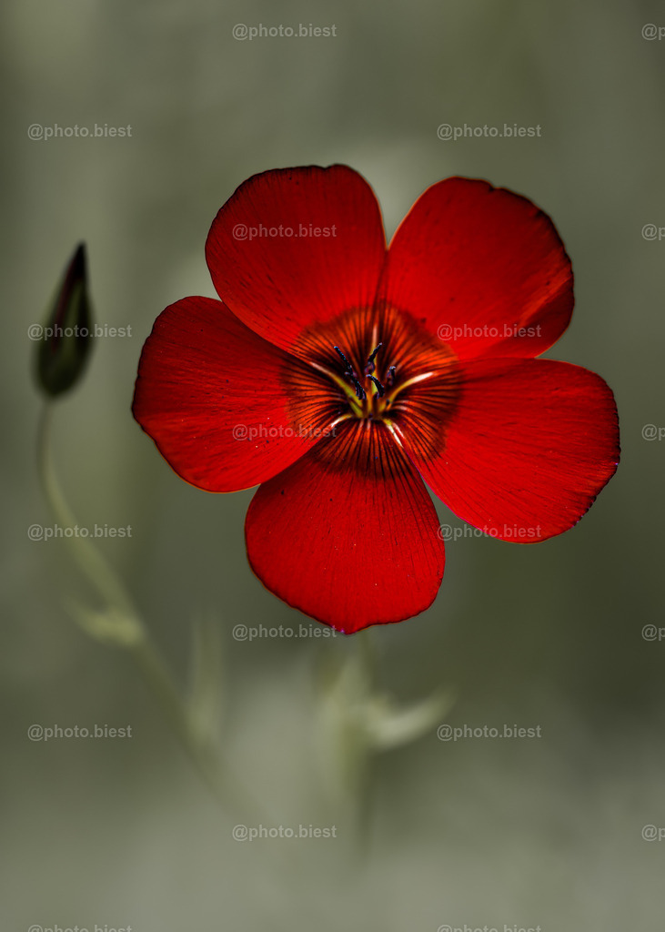 Say Hell-O to the Devil | Eine wunderschöne Blüte des Roten Lein. Das der weitere Trieb hinten links ins Bild ragte, war mir erst beim Editieren bewusst geworden und machte den Bildtitel perfekt. - Realisiert mit Pictrs.com