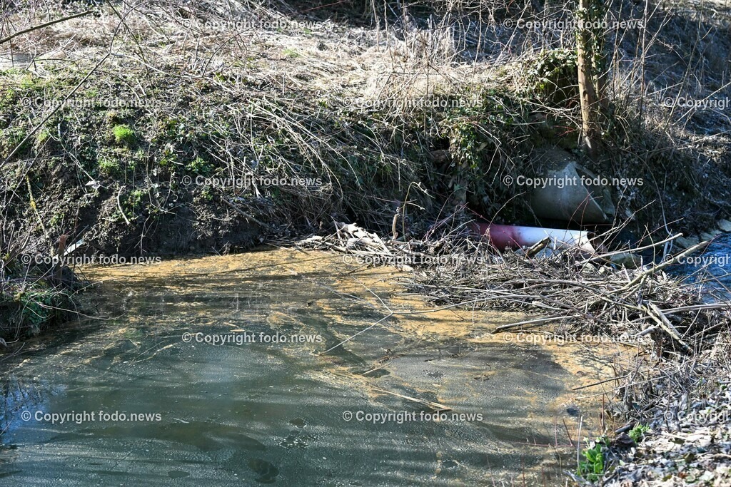 Katzing_ Dörnbach_ Biberdamm_ 07.03.2023-16 | 07.03.2023, Doernbach, AUT, Katzing, Doernbach, Biberdamm, im Bild Biberdamm 3 und gleichzeitig der Biberbau