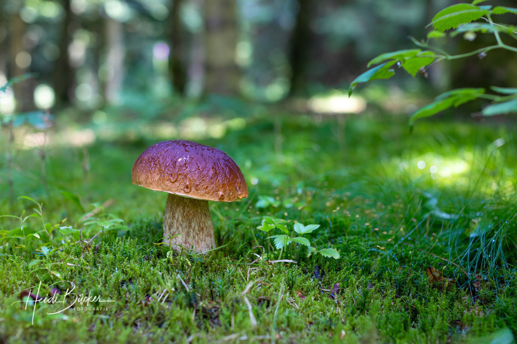 Steinpilz auf moosbedeckten Waldboden | Steinpilz auf moosbedeckten Waldboden - Realisiert mit Pictrs.com