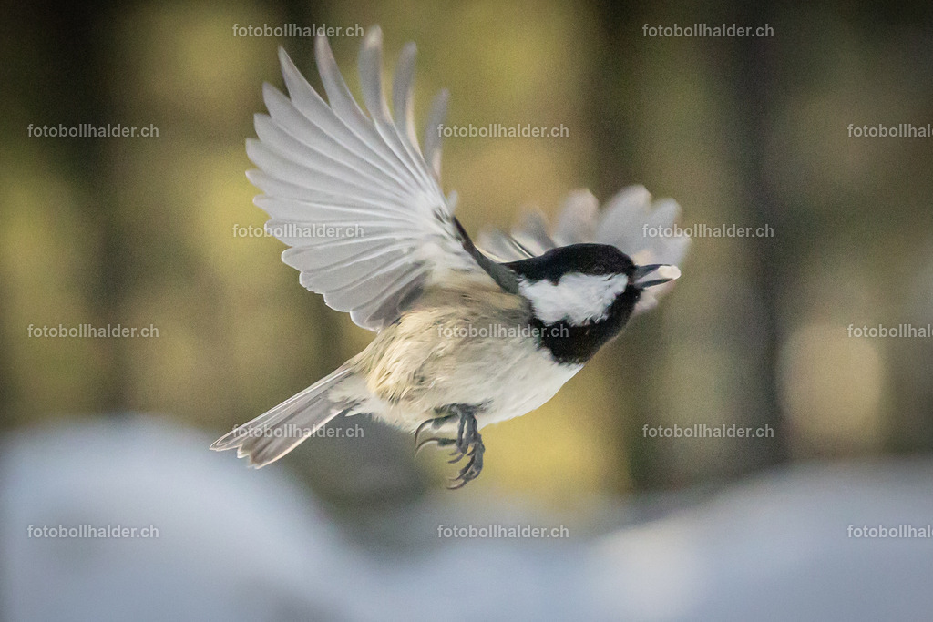 IMG_5146 | Foto Bollhalder 