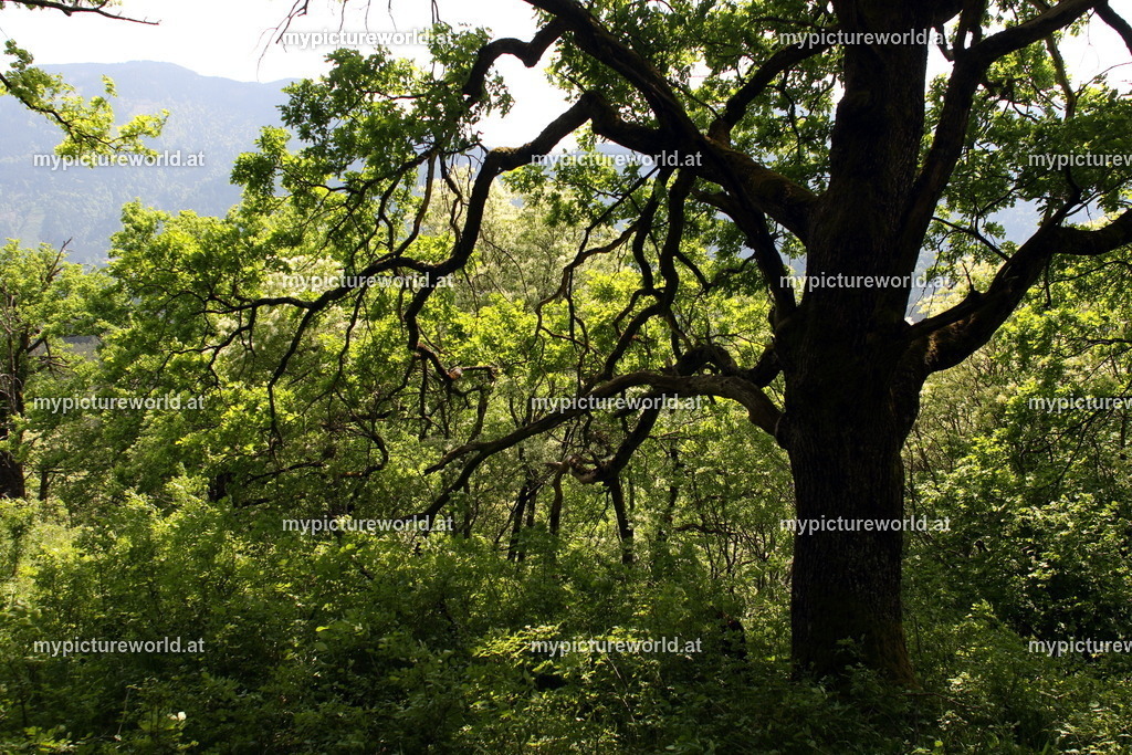 Schütt-116 | Das Bilderarchiv über Tiere, Planzen und Landschaften. In der Bilddatenbank finden Sie ein große Auswahl an hochwertigen Bilder für Ihre Werbung - Realisiert mit Pictrs.com
