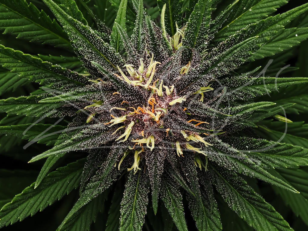 Weed | Na wer hat es erkannt? Diese Pflanzen sind schon sehr schön. - Realisiert mit Pictrs.com