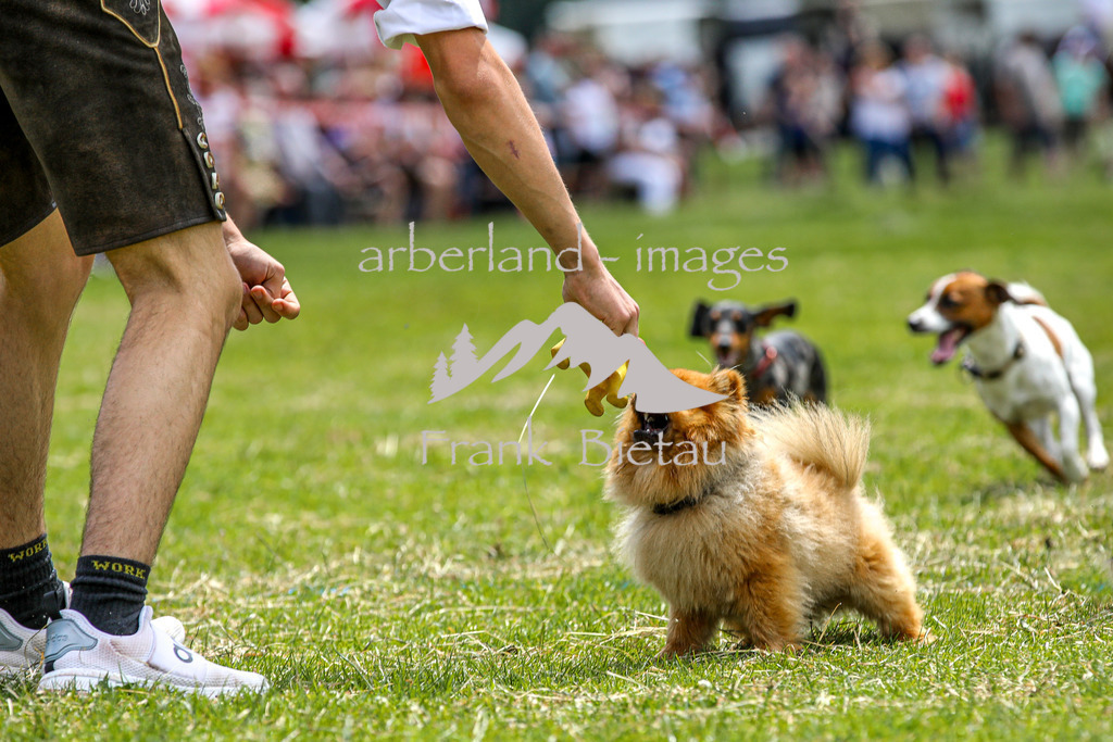 OE7A4375 | Beim Zugpferdetreffen in Poschedtsried galt es verschiedene Wettbewerbe zu meistern, Einzelrennen im Reiten, Traktorpulling und auch ein Hunderennen wurde veranstaltet