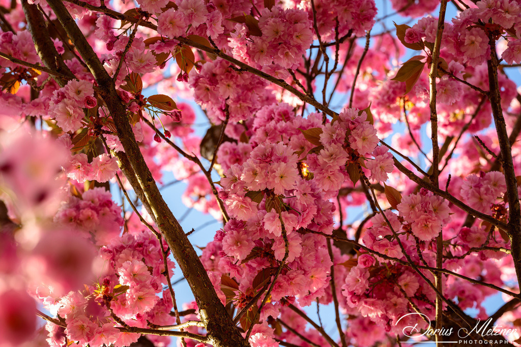 DSC_8617 | Fotografien, Fotos und Bilder aus Mainz, Frankfurt, Wiesbaden und anderen Orten auf der Welt - Fotografiert von Darius Metzner