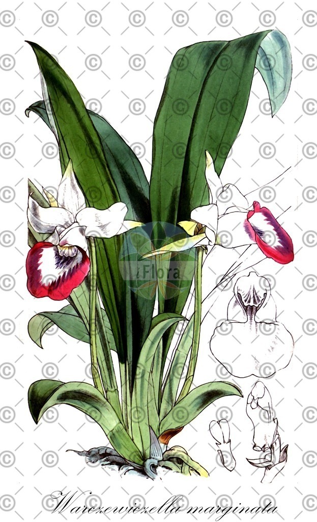 HistAbb_wfo-0000333818_1_ENZY_Simple | Historische Abbildung von Warczewiczella marginata - Orchidaceae | Historical Illustration of Warczewiczella marginata - Orchidaceae