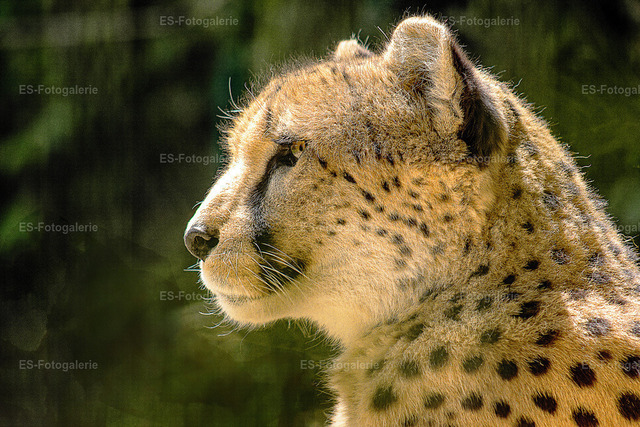 Gepard