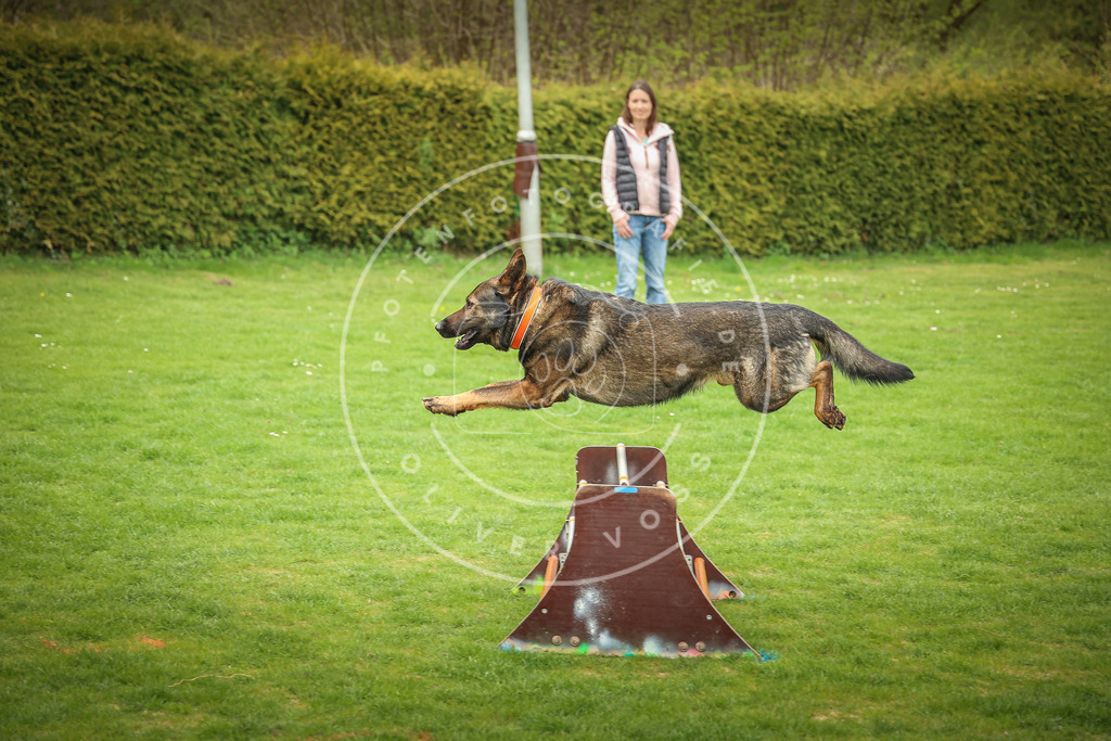 Pfotenfotografie_0L8A9987 | Hundefotografie, Tierfotograf, Pfotenfotografie, Fotoshooting Hund, Hunde Portrait, Hundesport, Hundeportraits, Heideshooting, Hunde, Sportfotograf, Hundefotograf, Turnierhundsport, THS,  - Realisiert mit Pictrs.com