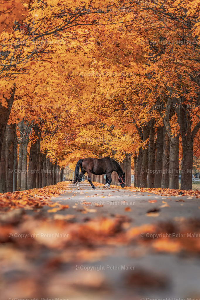 Alee_Obervellach_Herbst-52-Bearbeitet | piet_flosse