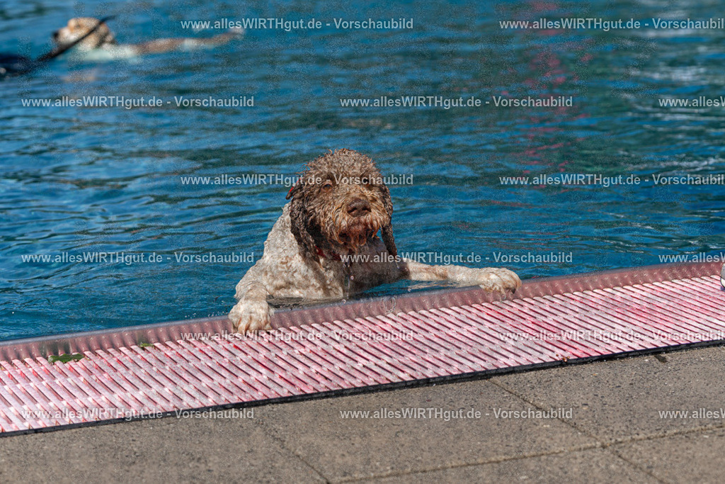 Hundeschwimmen_Volksbad_2026-allesWIRTHgut_Tierfotografie-2609061135-FAY06257 | Professionelle Tierfotografie in Mönchengladbach von Daniel Wirth (allesWIRTHgut). Liebevolle & natürliche Bilder von Hunden & Katzen für unvergessliche Erinnerungen.