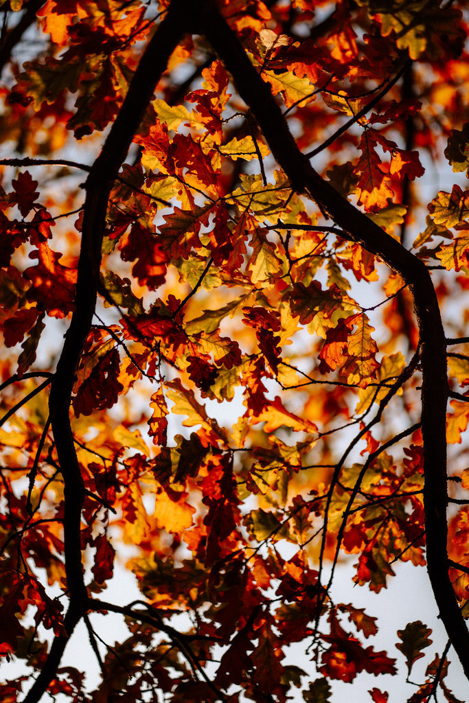 Lübeck | Print Shop 
Fotografie
Posterdruck
Landschaftsfotografie
Reisefotografie
Naturfotografie
Anja Brandes Poster 
Anja Brandes Photography 
Prints for Walls 
Printable 
Posterdrucke
Poster aesthetic 
Poster Wall 
Poster Prints 
Poster schwarz weiß - Realisiert mit Pictrs.com