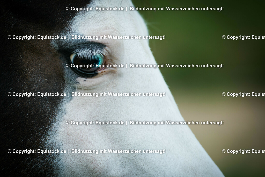 20150820_TOMsPiC_0251 | equistock