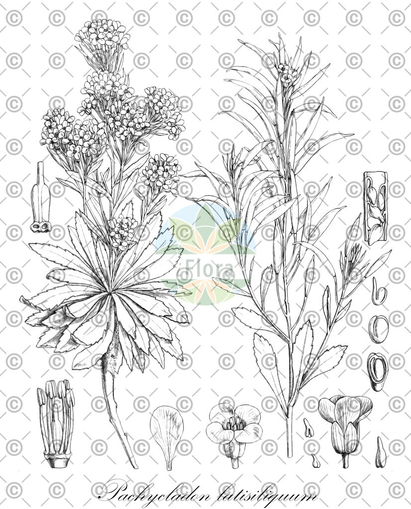 HistAbb_wfo-0000170152_1_ENZY_Simple | Historische Abbildung von Pachycladon latisiliquum - Brassicaceae | Historical Illustration of Pachycladon latisiliquum - Brassicaceae