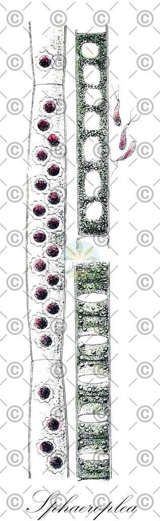 HistAbb_wfo-0001124387_1_ENZY_Simple | Historische Abbildung von Sphaeroplea - Sphaeropleaceae (0) | Historical Illustration of Sphaeroplea - Sphaeropleaceae (0)