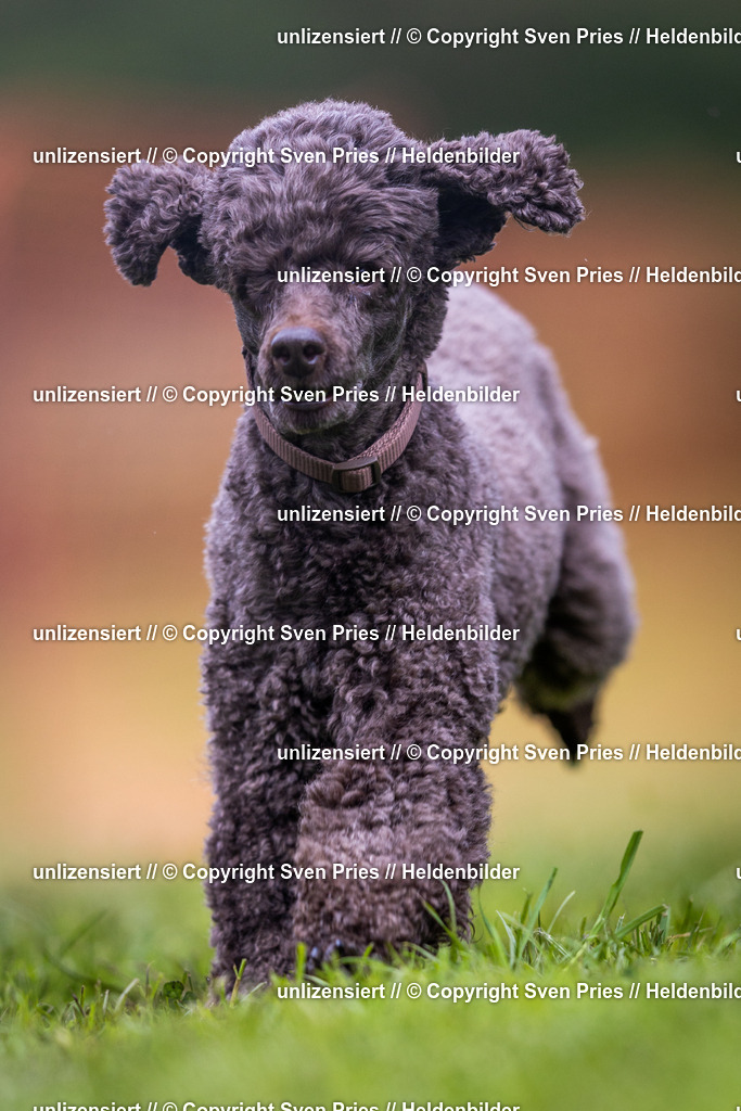 Sven Pries | 2024-04-21 - Hunderennen Baden-Oos
Foto: Sven Pries - Realisiert mit Pictrs.com