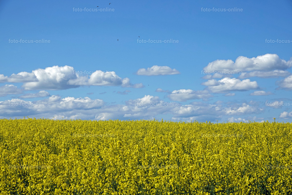 Rhapsody in yellow | rape fields