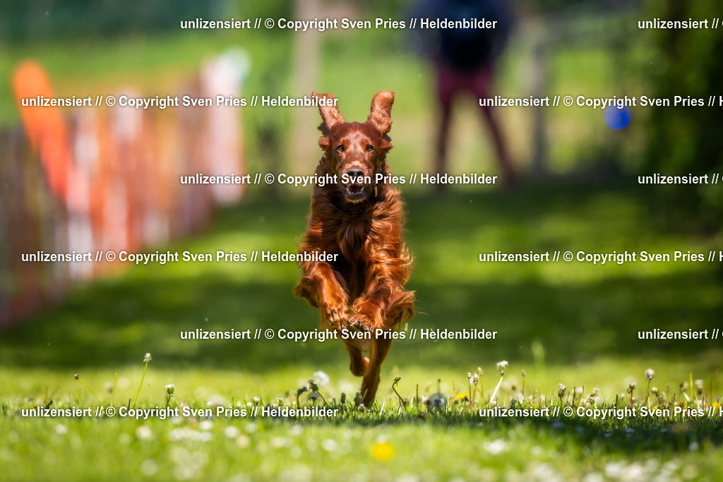 Hunderennen_April_2026_64 | 2026-04-26 - Hunderennen Baden-Oos April 2026 - Realisiert mit Pictrs.com