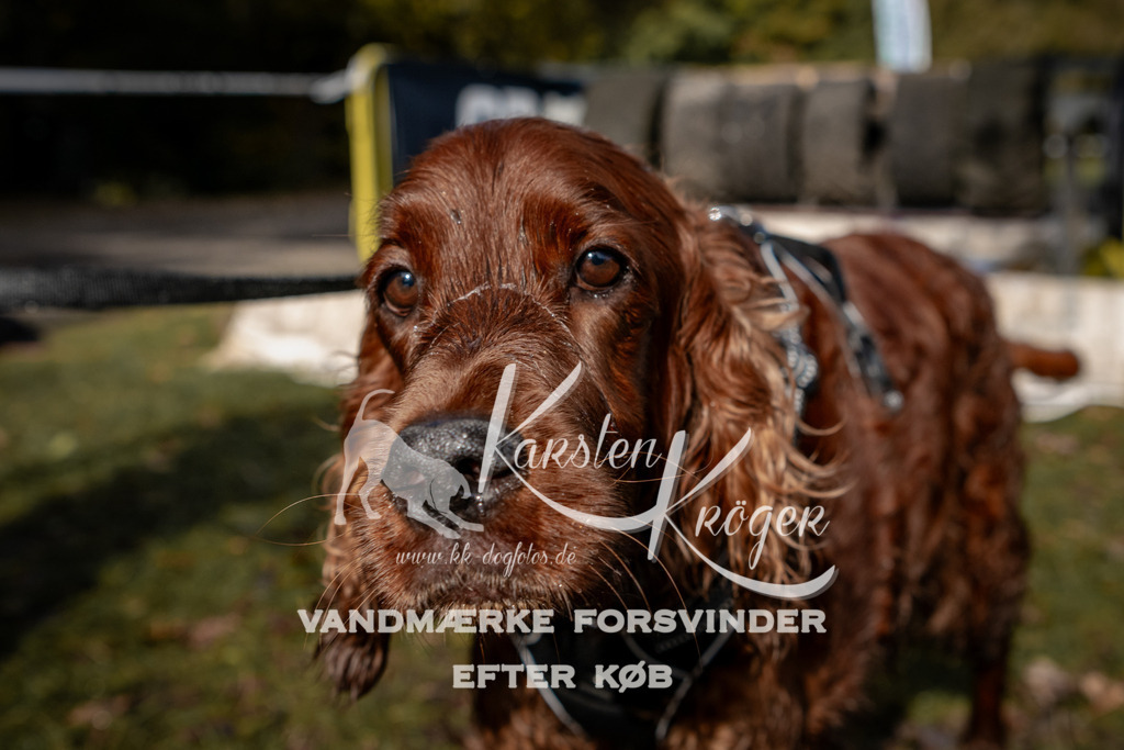 1327_ZZ92674 | kk-dogfotos