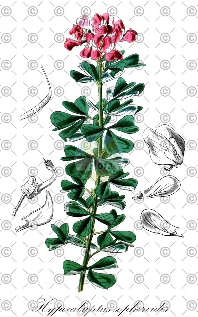 HistAbb_wfo-0001071301_1_ENZY_Simple | Historische Abbildung von Hypocalyptus sophoroides - Fabaceae | Historical Illustration of Hypocalyptus sophoroides - Fabaceae