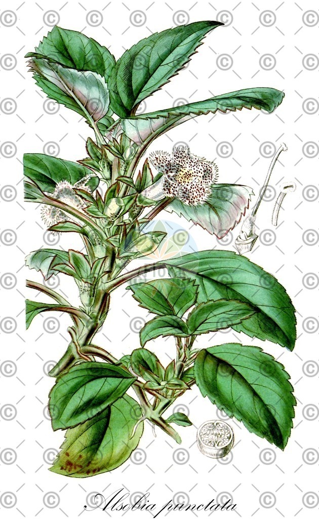 HistAbb_wfo-0000528114_1_ENZY_Simple | Historische Abbildung von Alsobia punctata - Gesneriaceae | Historical Illustration of Alsobia punctata - Gesneriaceae