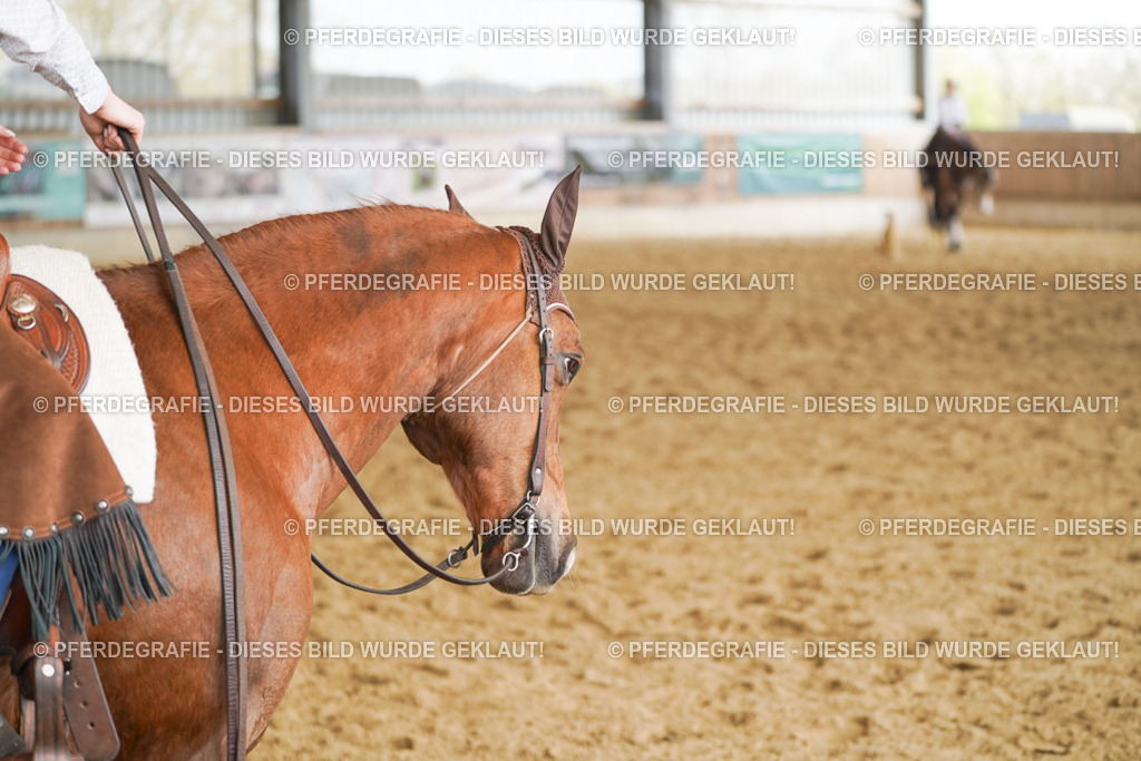 DSC01375 | Pferdegrafie