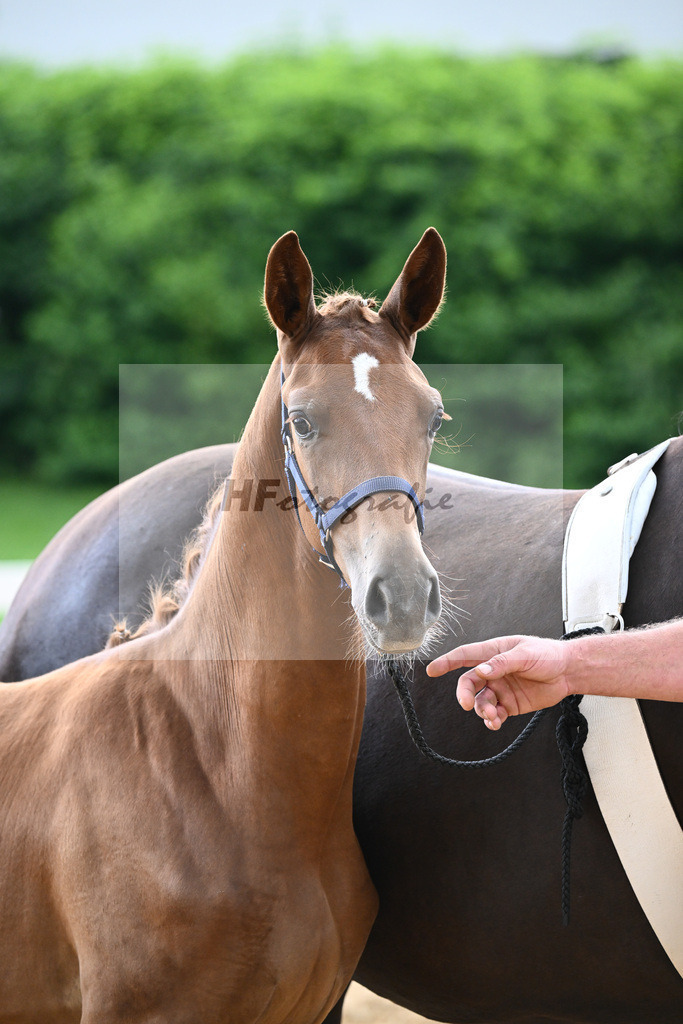 Kat-Nr. 16 Valenziano x Dinamic_HLG Schwaiganger_27140583 | hf-fotografie - Realisiert mit Pictrs.com