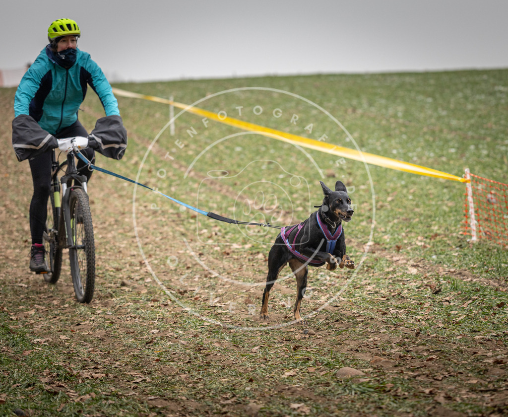 Pfotenfotografie_DV3A2514 | Hundefotografie, Tierfotograf, Pfotenfotografie, Fotoshooting Hund, Hunde Portrait, Hundesport, Hundeportraits, Heideshooting, Hunde, Sportfotograf, Hundefotograf, Turnierhundsport, THS,  - Realisiert mit Pictrs.com