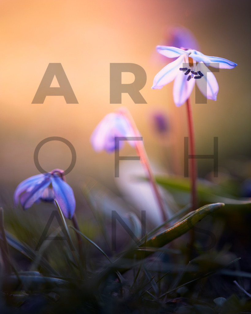 Ein Hans Fineart Original | Entdecke die Kunst von Hans Fineart - Fotografien für dein Zuhause. Verwandle deine Wände mit einzigartigen Kunstwerken und bringe die Schönheit der Welt in dein Leben. Bestelle jetzt und schaffe einen Ort der Inspiration und Eleganz.