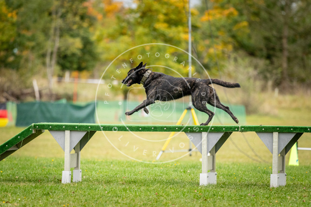 Pfotenfotografie_DV3A0623 | Hundefotografie, Tierfotograf, Pfotenfotografie, Fotoshooting Hund, Hunde Portrait, Hundesport, Hundeportraits, Heideshooting, Hunde, Sportfotograf, Hundefotograf, Turnierhundsport, THS,  - Realisiert mit Pictrs.com