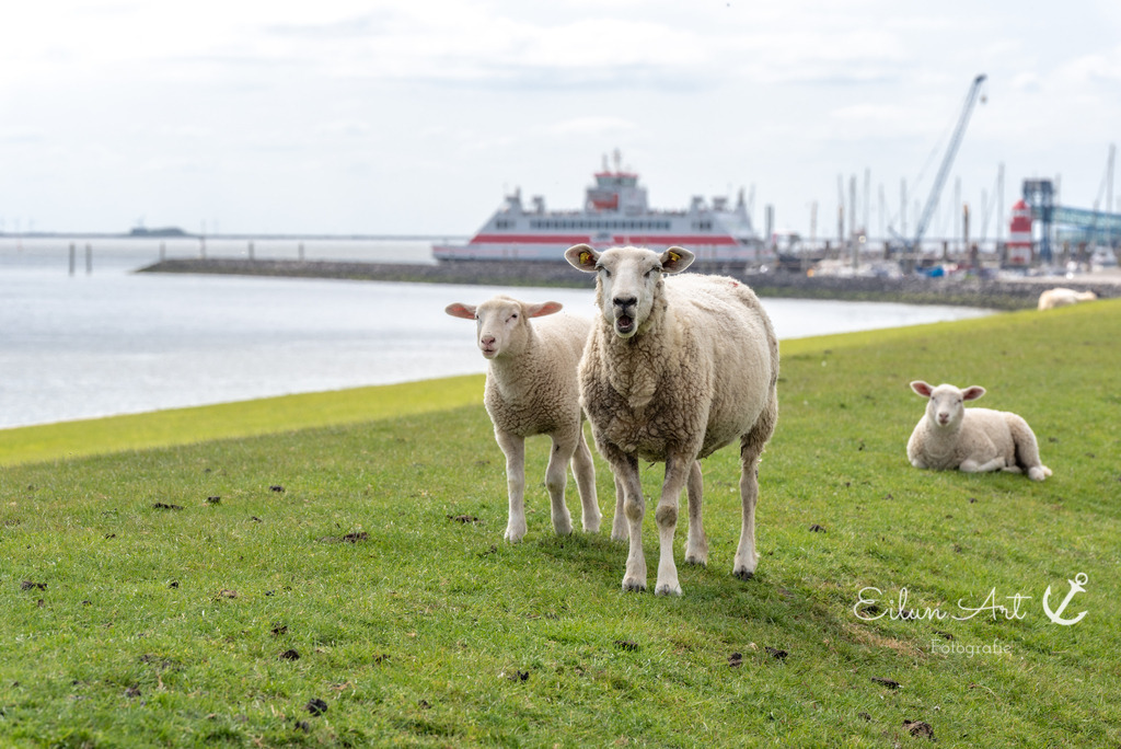 EAF_1218 | Eilun-Art-Fotografie Levke Martens, ihre Fotografin für Immobilien- und Landschaftsfotografie auf Föhr, Föhrer Motive als Poster, Leinwand, hinter Acrylglas oder stelle dir deinen eigenen Monatskalender zusammen, mit nur einem Klick