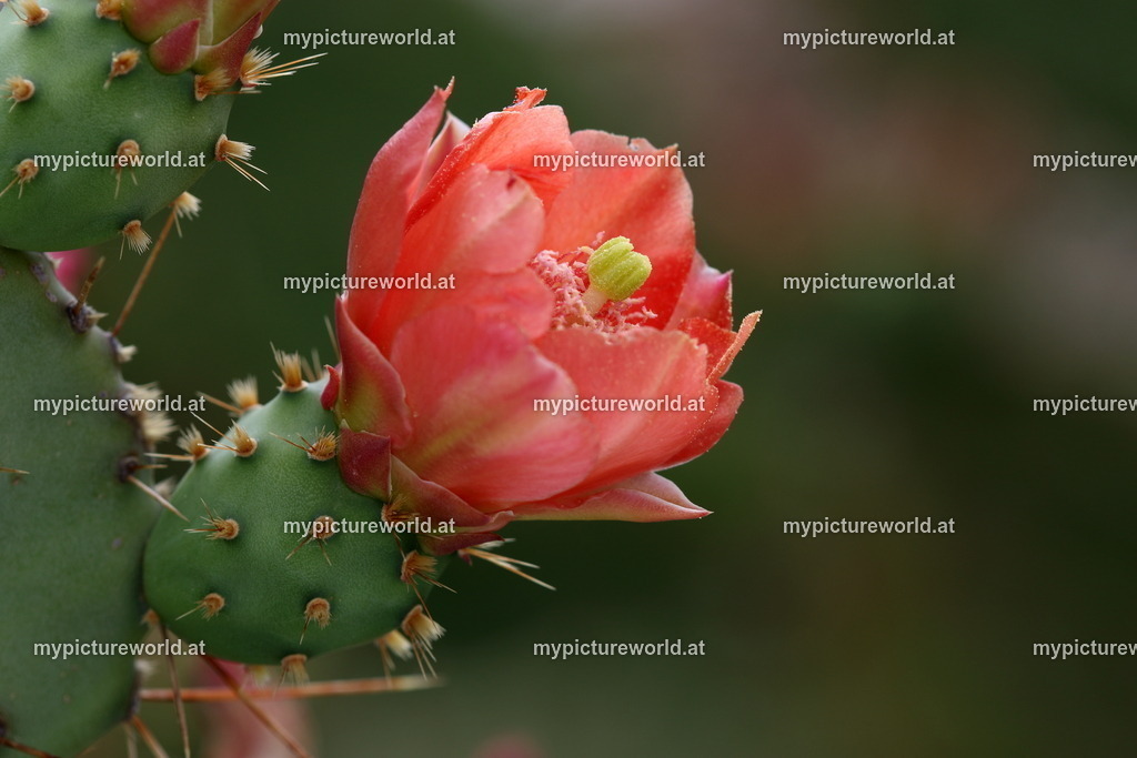Feigenkaktus-001 | Das Bilderarchiv über Tiere, Planzen und Landschaften. In der Bilddatenbank finden Sie ein große Auswahl an hochwertigen Bilder für Ihre Werbung - Realized with Pictrs.com