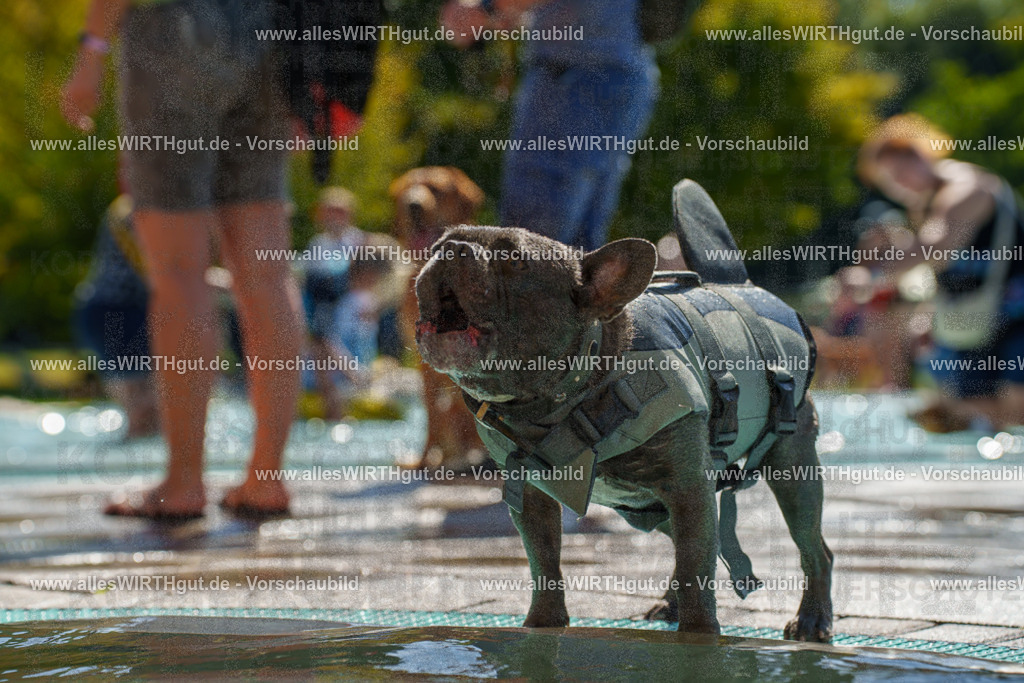 allesWIRTHgut Tierfotografie - allesWIRTHgut.de - 7IV08591 | Professionelle Tierfotografie in Mönchengladbach von Daniel Wirth (allesWIRTHgut). Liebevolle & natürliche Bilder von Hunden & Katzen für unvergessliche Erinnerungen.
