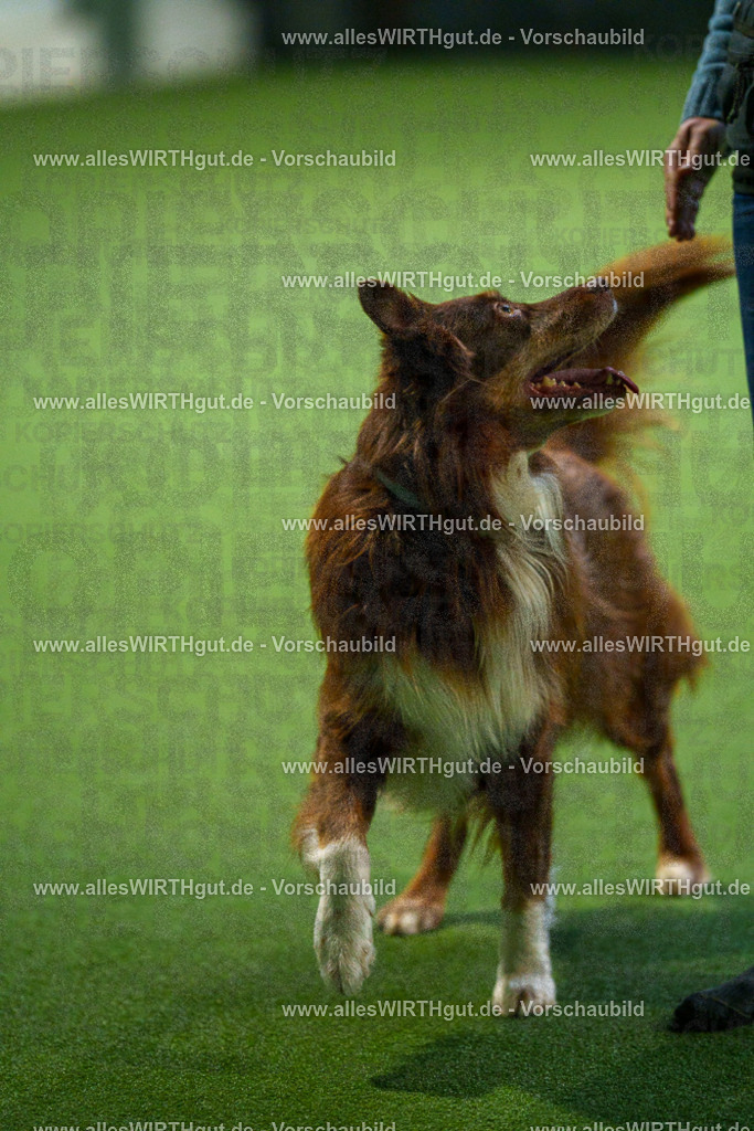 7R500917 | Professionelle Tierfotografie in Mönchengladbach von Daniel Wirth (allesWIRTHgut). Liebevolle & natürliche Bilder von Hunden & Katzen für unvergessliche Erinnerungen.