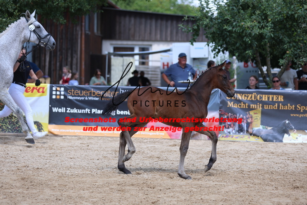 Fohlenschau_Schwäbisch_Hall_springbetonte_Fohlen_KN 23_1 | lmwpictures - Realisiert mit Pictrs.com